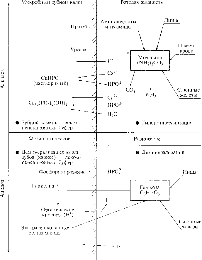 Общая схема кислотно основного взаимодействия