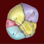 Анатомические особенности верхнего моляра