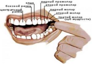 Количество зубов у животных. Зубы животных (часть 3) 06