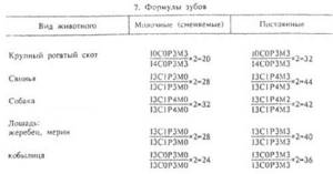 Количество зубов у животных. Зубы животных (часть 3)