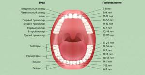 На фото показана схема прорезывания постоянных зубов