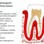 периодонт зуба