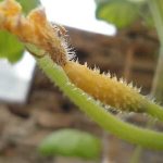 Почему гниют завязи огурцов: причины возникновения проблемы, методы её решения и предотвращения