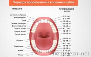 Порядок прорезывания коренных зубов