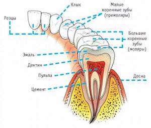 Рис. 1. Строение постоянных зубов: малые коренные зубы (премоляры), большие коренные зубы (моляры)