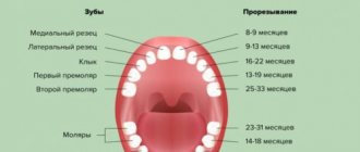 Teething pattern