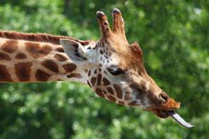 Жираф с высунутым языком, фото картинка копытные животные
