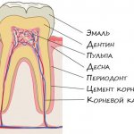 Знаки различия как отличить молочный зуб от коренного
