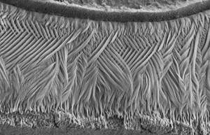 зубная эмаль под микроскопом
