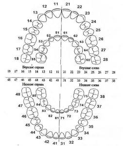 Схема зубного ряда с номерами у взрослых